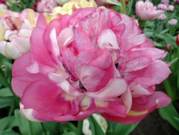 Keukenhof (43)